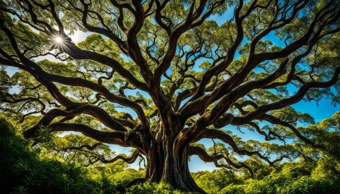 巴西鐵樹風水 巴西鐵樹風水