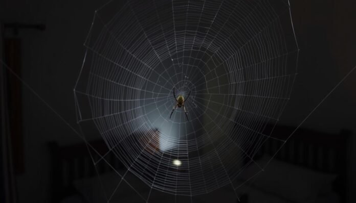 蜘蛛在房間 蜘蛛在房間