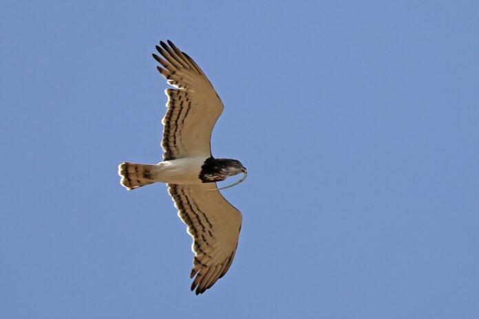 八字取名改名2026圖片1｜命理指南