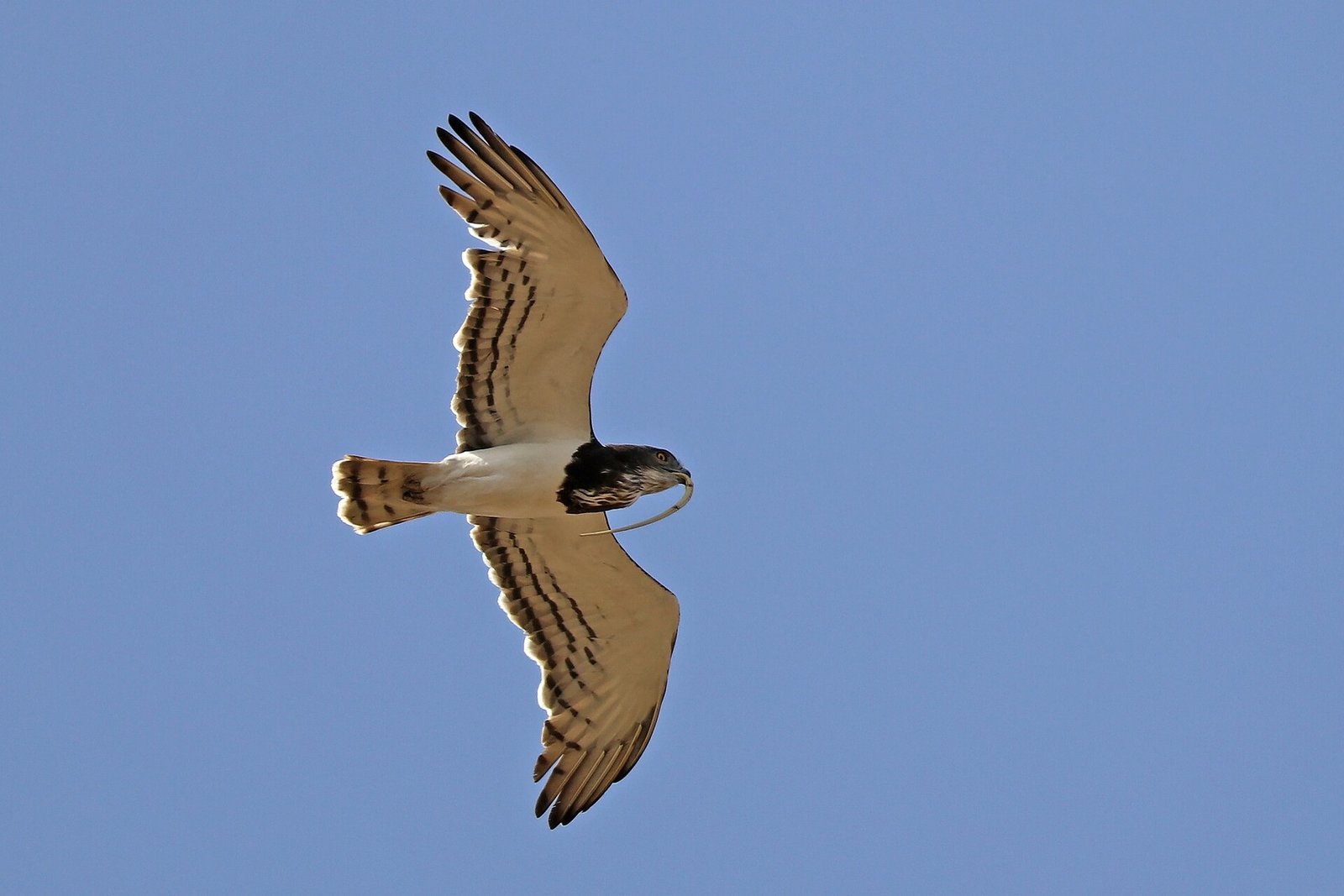 八字取名改名教學 20262026圖片1｜命理攻略