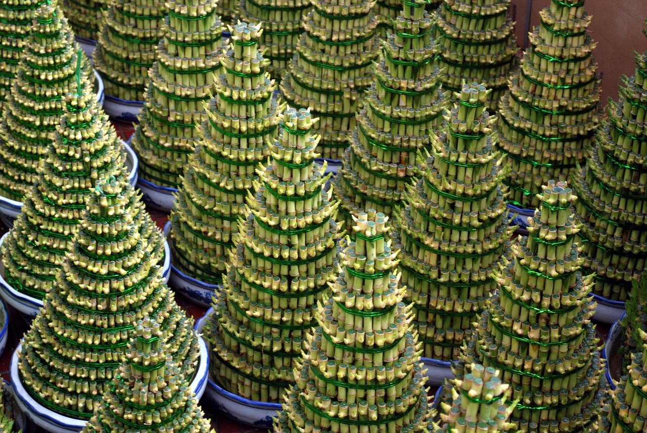 風水植物推薦 2026 招財2026圖片3｜命理攻略