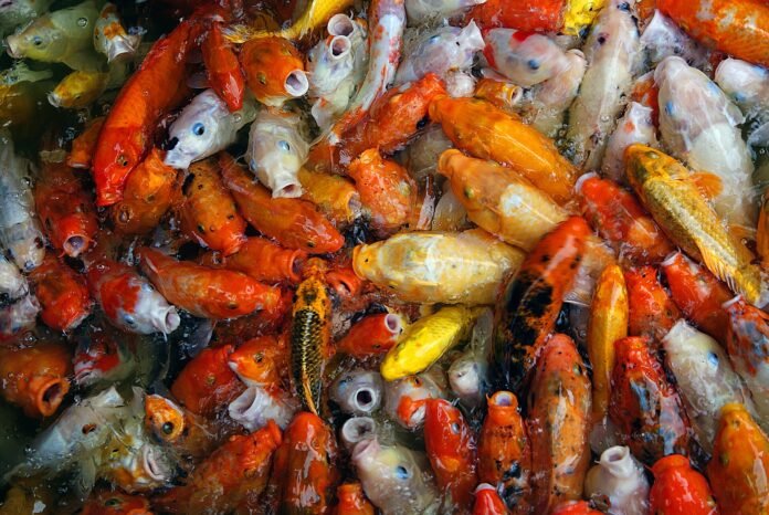 風水魚種類推薦 20262026|奇門玄學 風水魚種類推薦 20262026完整攻略|命理風水指南