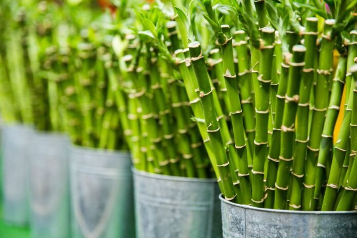 風水植物推薦 2026 開運2026|奇門玄學 風水植物推薦 2026 開運2026完整攻略|命理風水指南