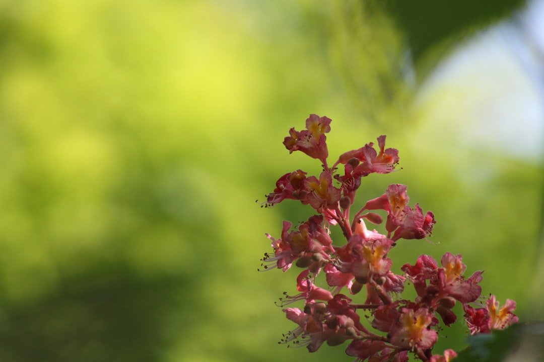 風水植物推薦 2026 開運2026圖片2|命理攻略