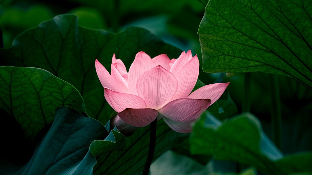 易經看學業考試教學2026圖片2｜命理攻略